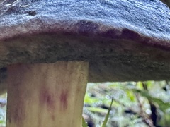 Xerocomellus zelleri