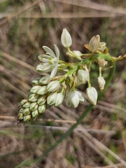Albuca virens