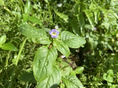 Limnophila rugosa