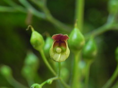 Scrophularia nodosa