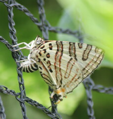 Cigaritis natalensis