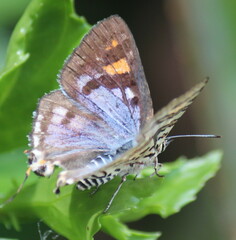 Cigaritis natalensis