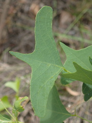 Erythrina vespertilio