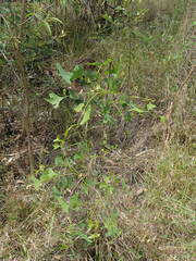 Erythrina vespertilio