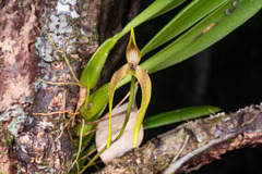 Bulbophyllum baladeanum