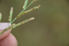 Paspalum denticulatum