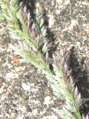 Eragrostis ciliaris