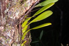 Bulbophyllum baladeanum