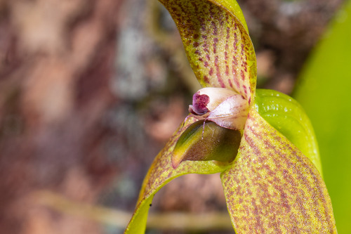 Bulbophyllum baladeanum J.J.Sm. 2