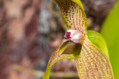 Bulbophyllum baladeanum