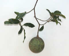 Ancylobothrys petersiana