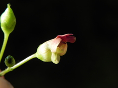 Scrophularia nodosa
