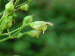 Scrophularia nodosa