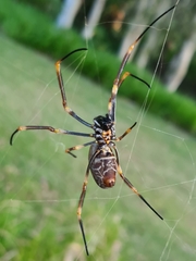 Trichonephila plumipes