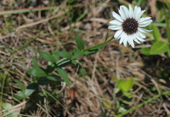 Callilepis laureola
