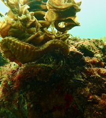 Hippocampus abdominalis