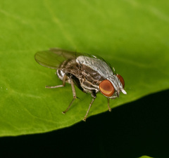 Homoneura discoglauca