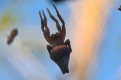 Cyrtophora exanthematica