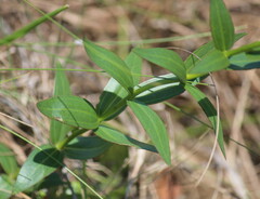 Callilepis laureola