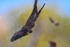 Cyrtophora exanthematica