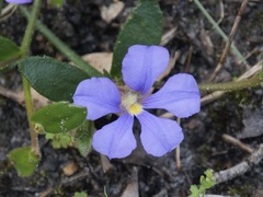 Scaevola striata