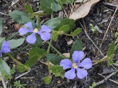 Scaevola striata