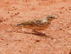 Alaudidae