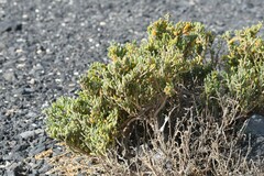 Tetraena fontanesii image