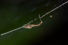 Uloboridae