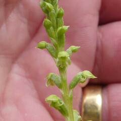 Microtis arenaria