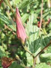 Ipomoea stans