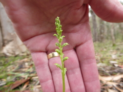 Microtis arenaria