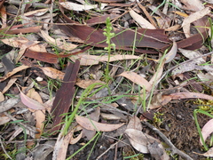 Microtis arenaria