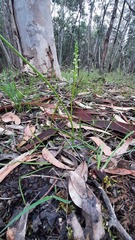 Microtis arenaria