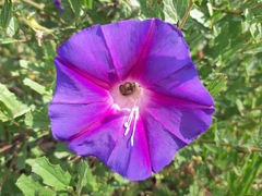 Ipomoea stans