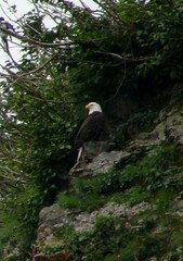 Haliaeetus leucocephalus