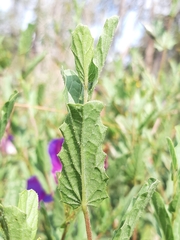 Ipomoea stans