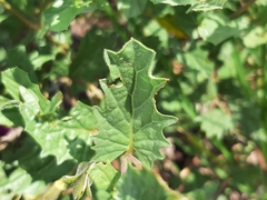 Ipomoea stans
