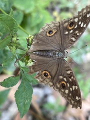 Junonia lemonias aenaria