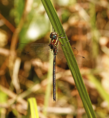 Austroaeschna pulchra