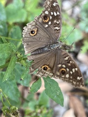 Junonia lemonias aenaria