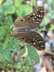 Junonia lemonias aenaria