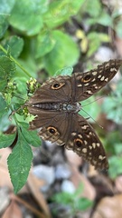 Junonia lemonias aenaria