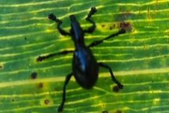 Rhynolaccus formicarius