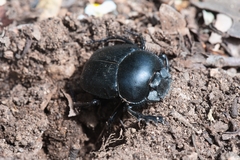 Scarabaeus typhon