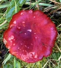 Russula californiensis