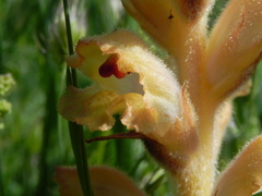 Orobanche teucrii