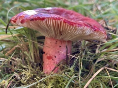 Russula californiensis
