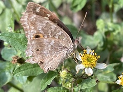 Junonia lemonias aenaria
