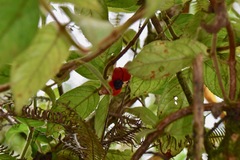 Drymonia alloplectoides